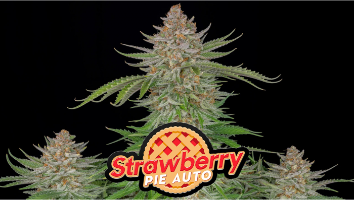 Strawberry Pie Auto Plants Seed Week-by-Week Guide