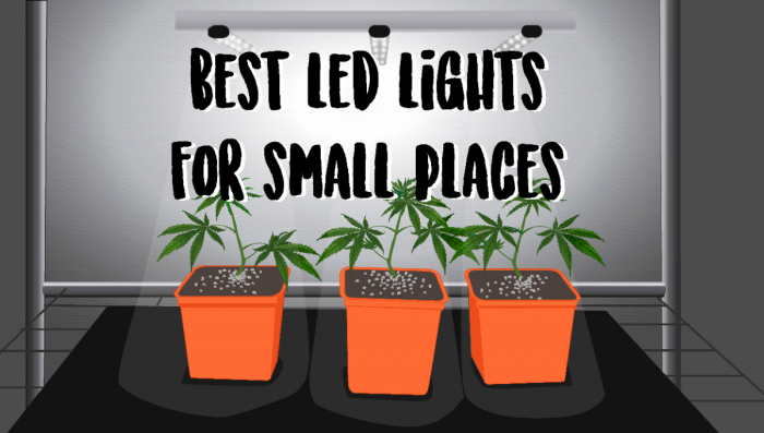 Best LED Lights for Growing in Small Spaces