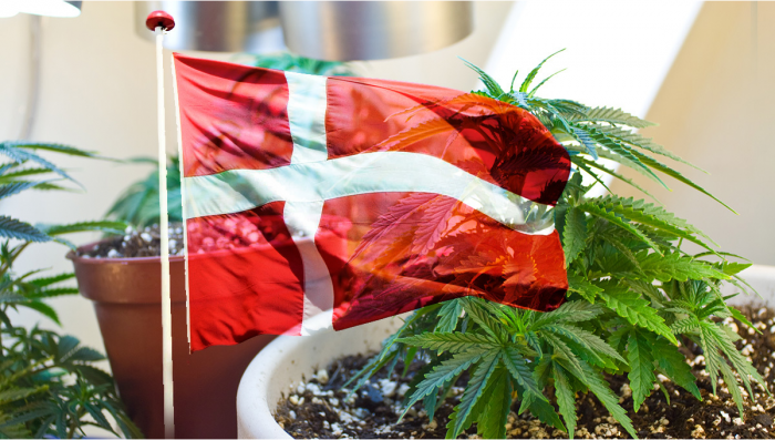 Kopenhagen, Dänemark, könnte Plants als 5-jähriges Experiment legalisieren