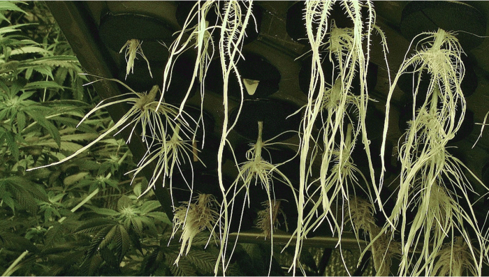 How To Identify And Treat Plants Root Problems
