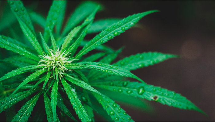 What to Do if Your Plants Stash Gets Wet?