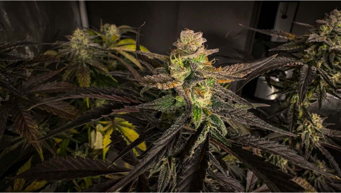 Strawberry Gorilla Auto RF3 ist endlich da