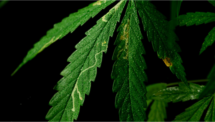 Most Common Pests In Plants: Leaf Miners