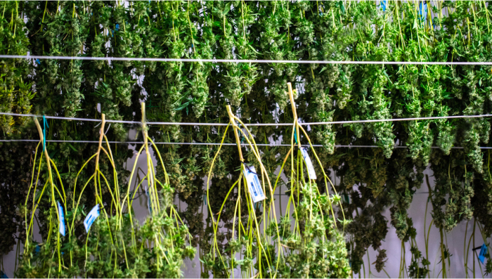 The Ultimate and Exhaustive Guide to Mastering Plants Drying: Perfecting Drying Room Conditions and Techniques