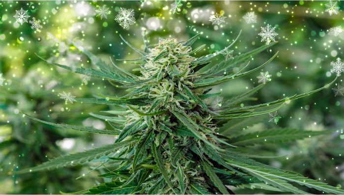 Can Autos Grow In Winter?