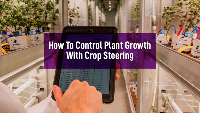 How To Regulate Plants Growth With Crop Steering