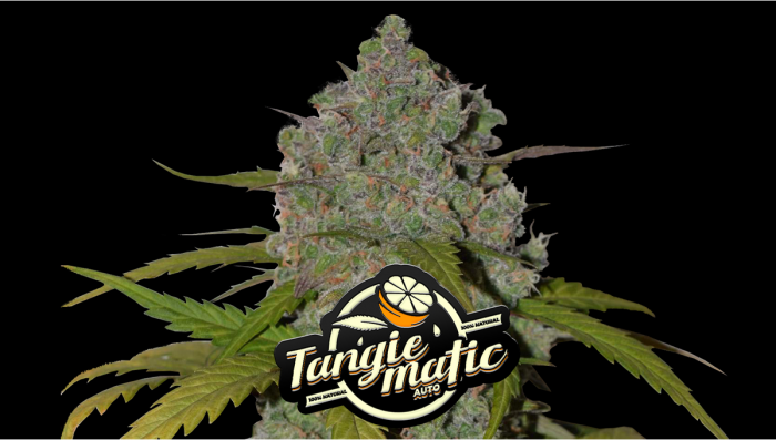 Tangie Auto Plants Seed Week-by-Week Guide