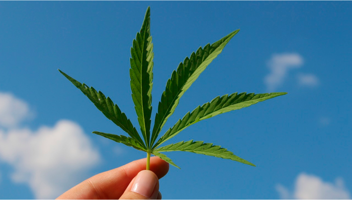 Can You Overcome Drug Addiction Using Plants?