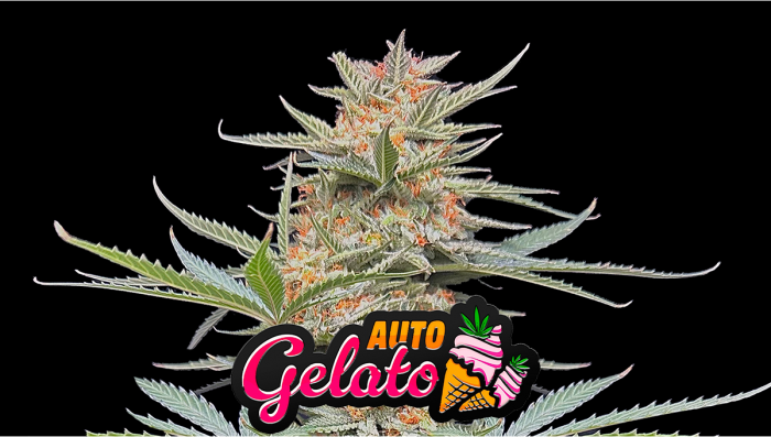 Gelato Auto Plants Seed Week-by-Week Guide