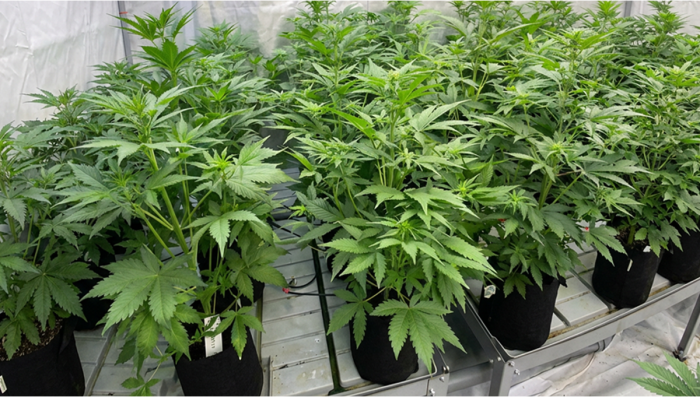 Lemon Cherry Cookies Auto: Pollination Setup & Parent Selection