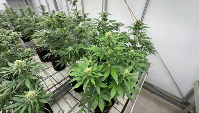 Auto Breeding Test: Evaluating 367 Plants Across Multiple Projects