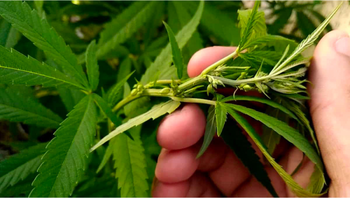 How To Tell Sex Of Your Plants Plants