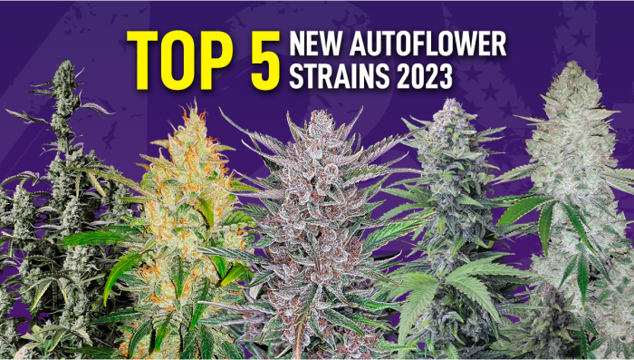 Die 5 besten neuen Auto-Sorten