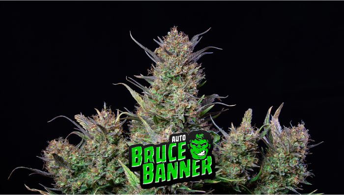Bruce Banner Auto Plants-Sorte: Wochen-für-Wochen-Anleitung