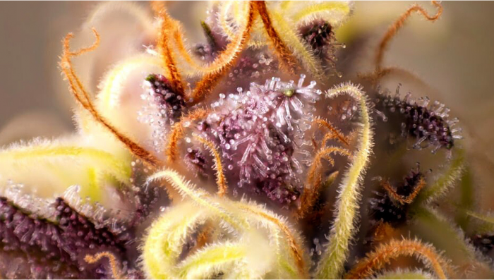 Best Ways To Boost Frost Production