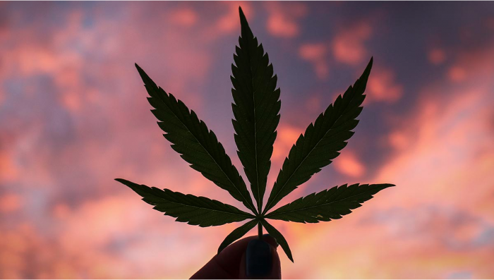 Benefits Of Using Plants To Treat Epilepsy 