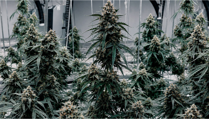 GMO Auto: Bringing the Funk to Autos