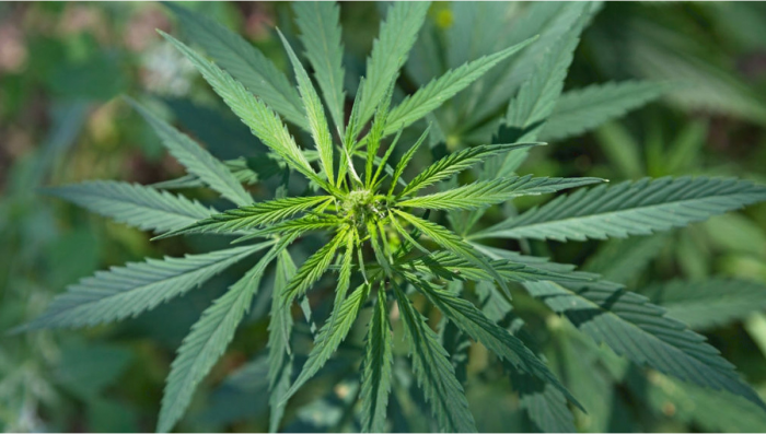 Ruderalis – Was ist Plants Ruderalis und welche Effekte hat es?