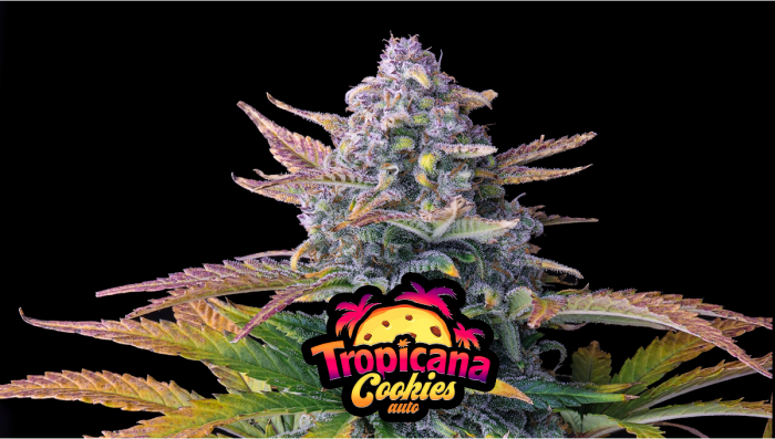 Tropicana Cookies Auto Plants Seed Week-by-Week Guide