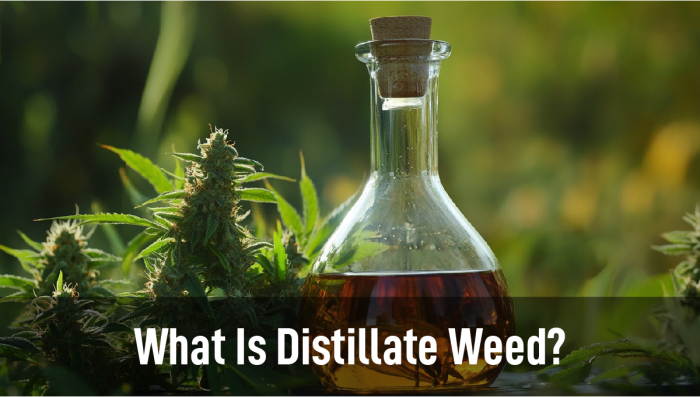 What Is Distillate Plants?