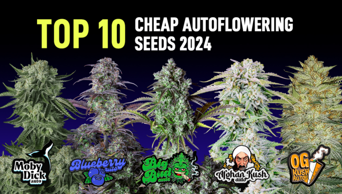 Top 10 Cheap Auto Seeds 2024