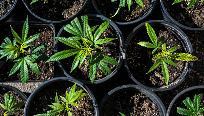 Benefits of Growing Auto Plants In a Sea of Green