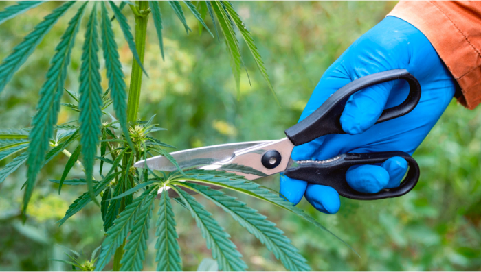 What is Pruning and Why Prune Your Plants Plants