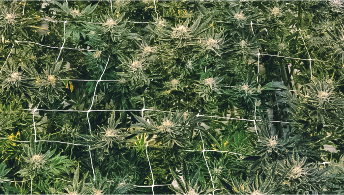 How To Grow Auto Seeds Using SCROG
