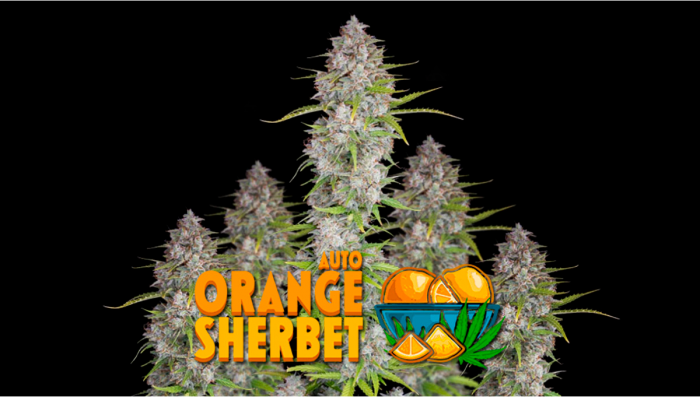 Orange Sherbet Auto Plants Seed Week-by-Week Guide