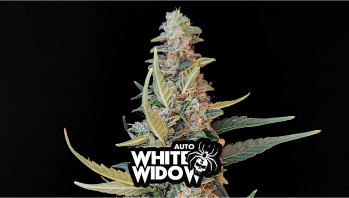 White Widow Auto Plants Seed Week-by-Week Guide