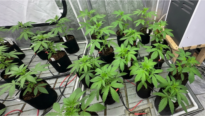Primary Selection for Gorilla Cookies Auto