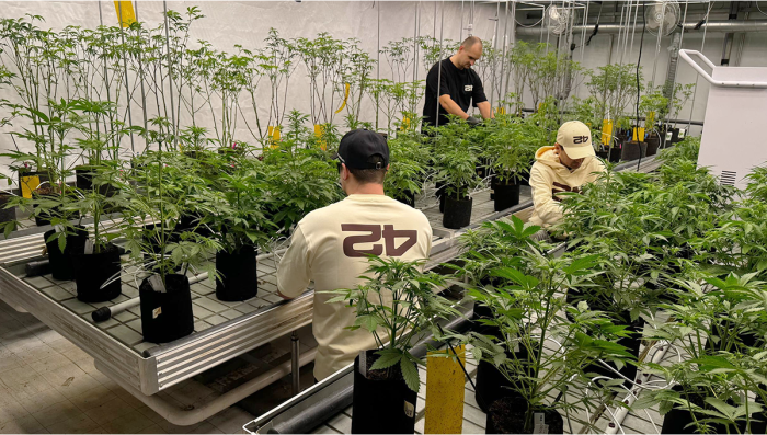 Inside Fast Buds: Our Breeding Facilities