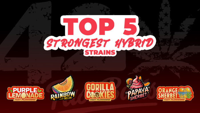 Top 5 Strongest Hyb Seeds