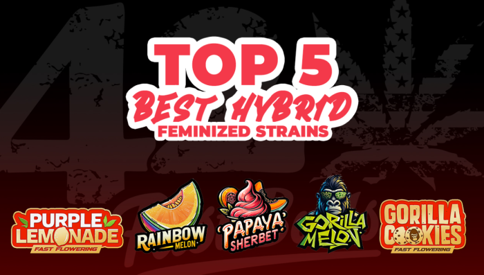 Top 5 Best Hyb Fem Seeds