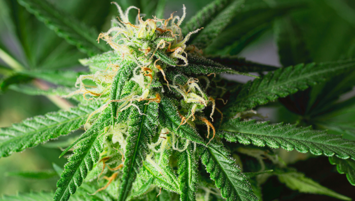 9 Mistakes To Avoid When Growing Auto Plants