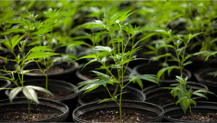 Understanding The Vegetative Stage Of Plants