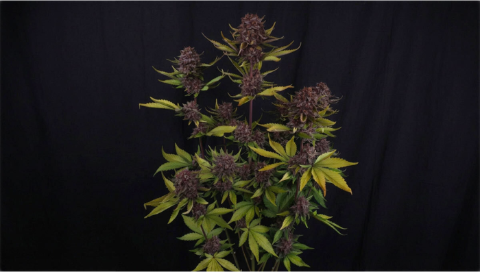 The Evolution of a Legendary Purple Auto