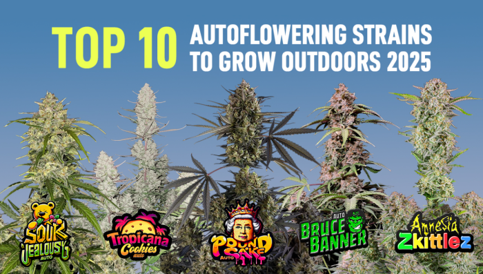 Top 10 Auto Seeds To Grow Outdoors (2025)