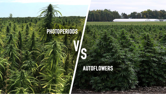 Photoperiodische Seeds vs. Auto – Welche sind besser?