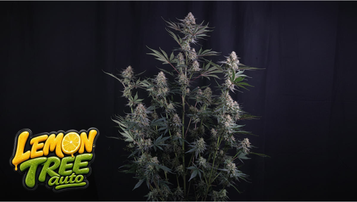New Seed Drop: Lemon Tree Auto