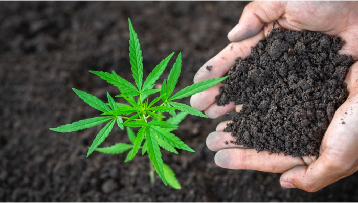 Growing Plants: Organic Vs Synthetic / Inorganic Nutrients