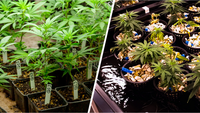 Growing Plants: Hydroponics vs Soil