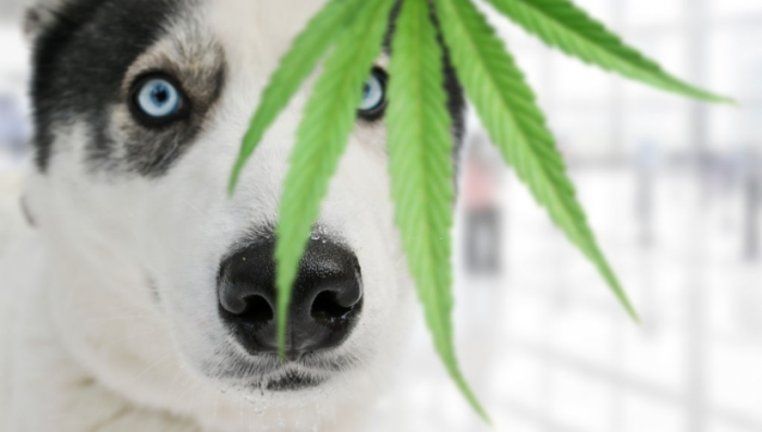 Is Plants Safe for Pets?- Extract Oil Benefits For Dogs and Cats