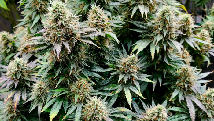 Power Plant Plants Seed Week-by-Week Guide