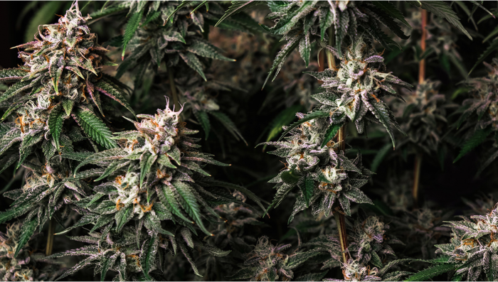 Girl Scout Cookies Auto Plants Seed Week-by-Week Guide