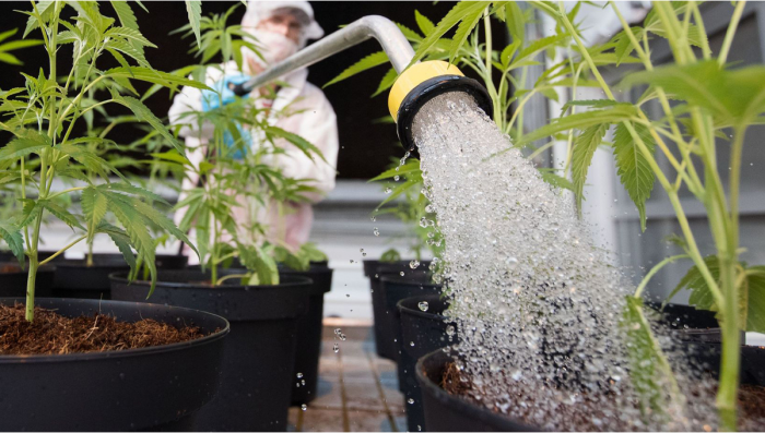 The Importance Of Water Purity in Plants Grow