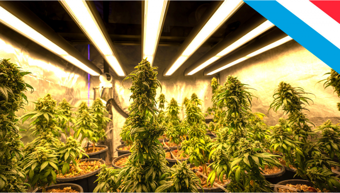 Luxemburg’s Government Approved a Plants Legalization Bill