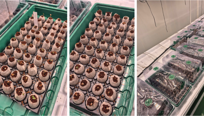 Selection trial: single genetic line