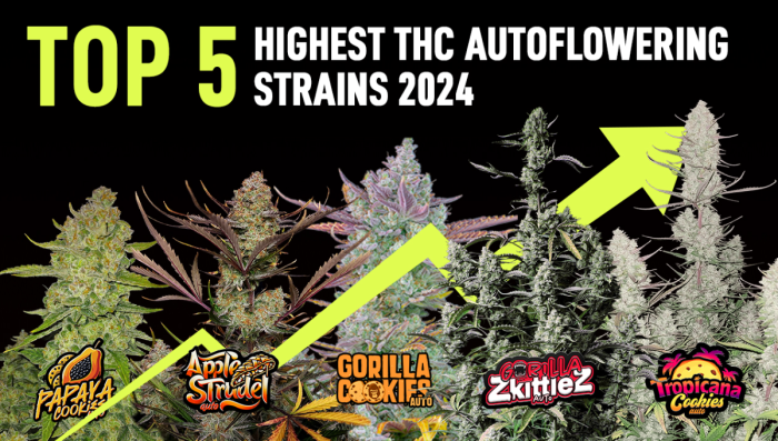 Top 5 Highest strength Auto Seeds 2024