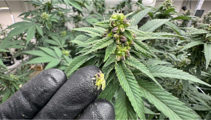 Preparing Banana Purple Punch Pollen for Controlled Breeding